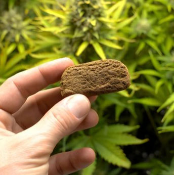 Charas is extensively used by drug addicts during alcohol addiction